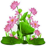 粉色荷花荷叶插画