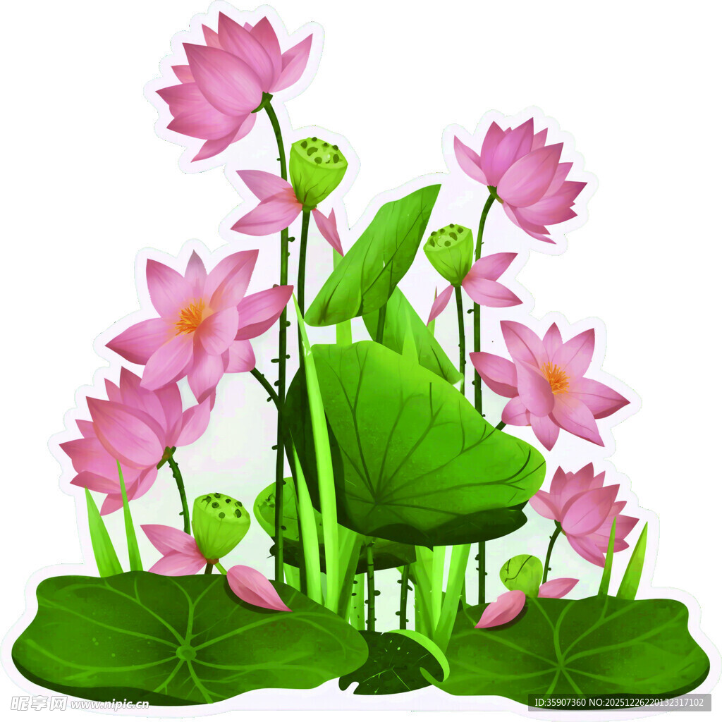 粉色荷花荷叶插画