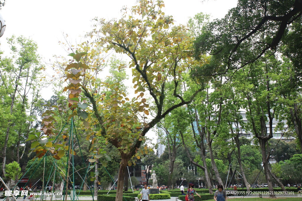 秋日公园绿树成荫景致