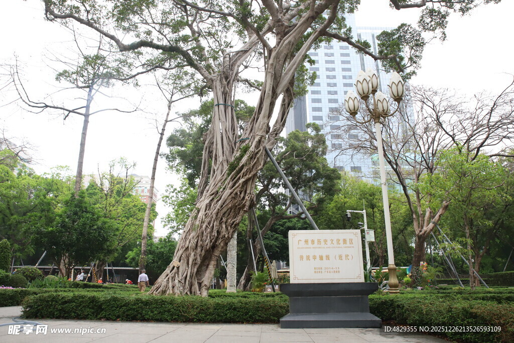 城市中的繁茂古榕树景观