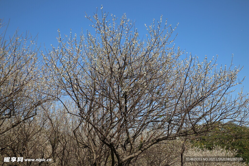 蓝天映衬下的光秃树木