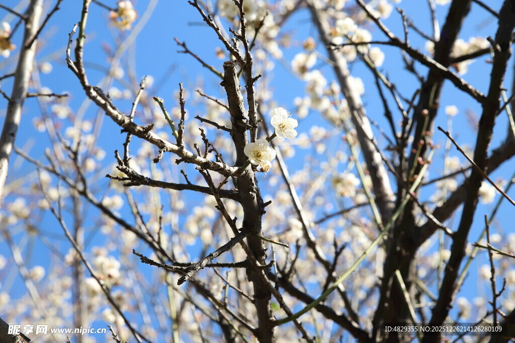 蓝天映衬下的梅花