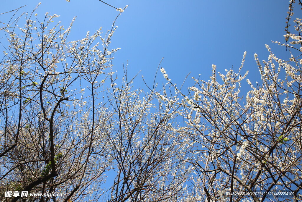 蓝天映衬下的梅花树枝