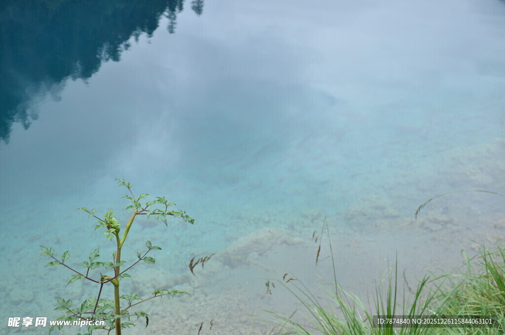 清澈湖水边的翠绿植物