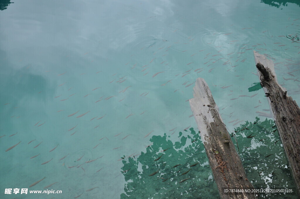 清澈水域中的两根木桩