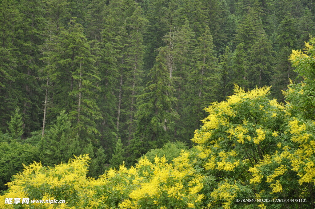 山林间的明艳黄色花丛