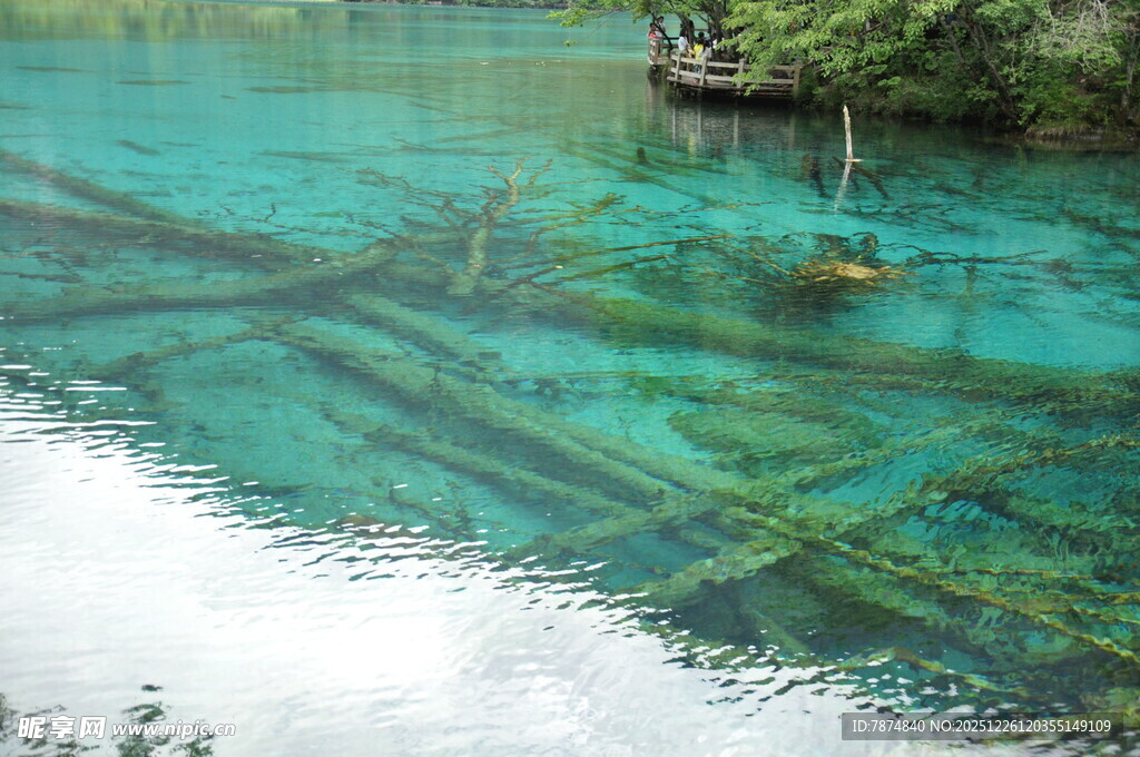 清澈湖底的水下森林景观