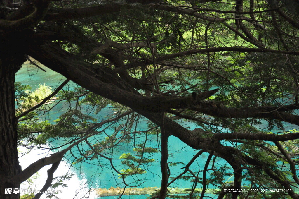 透过树枝看蓝天与建筑