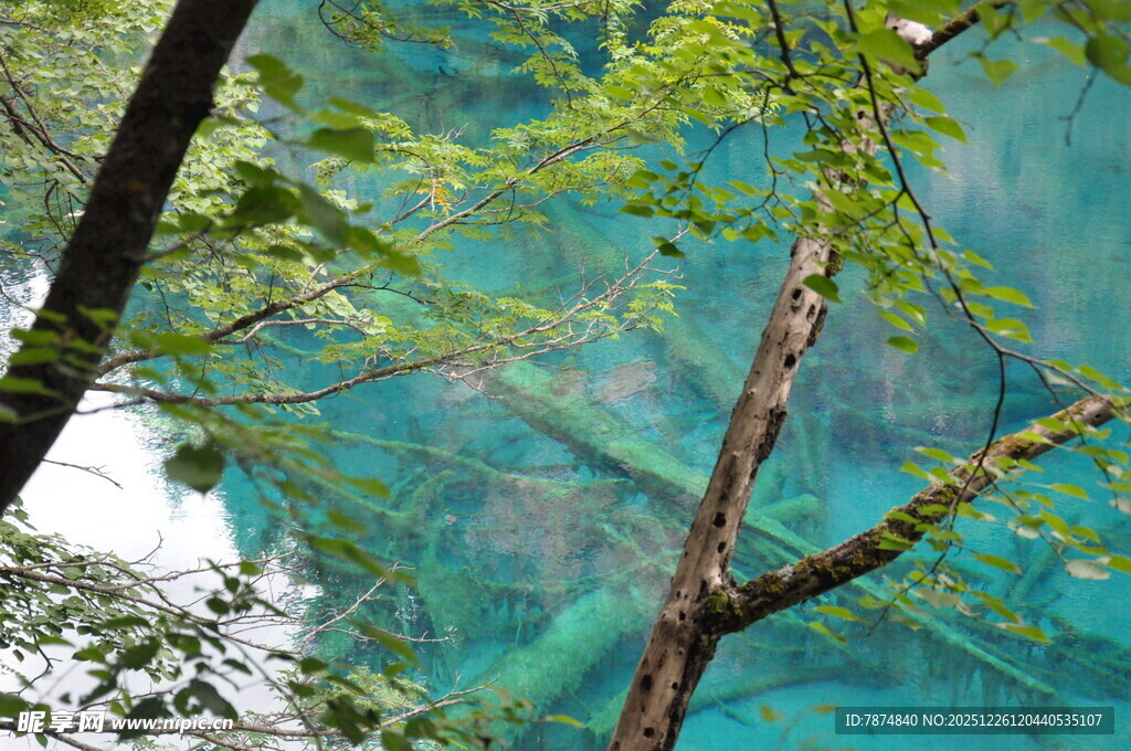 林间翠枝映蓝天