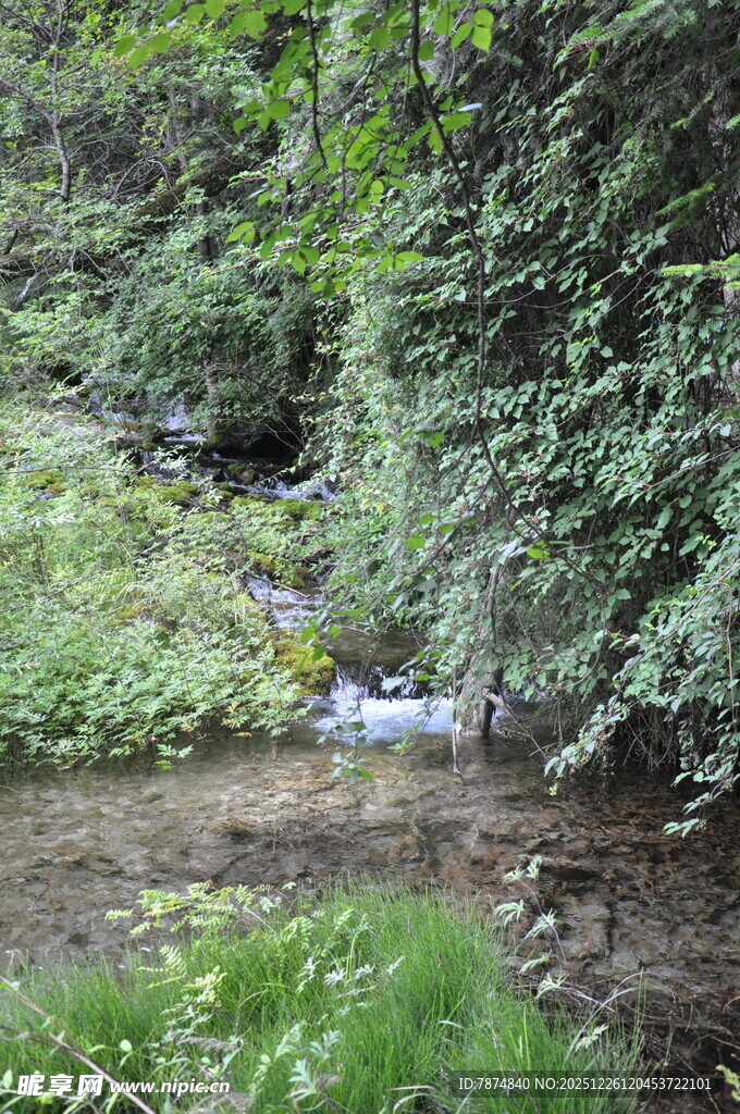 山间溪流 绿意盎然的景致