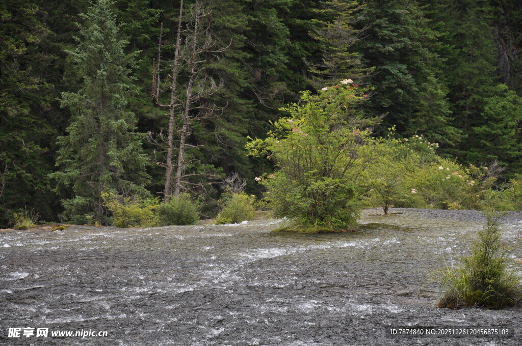 森林边湍急的河流景观