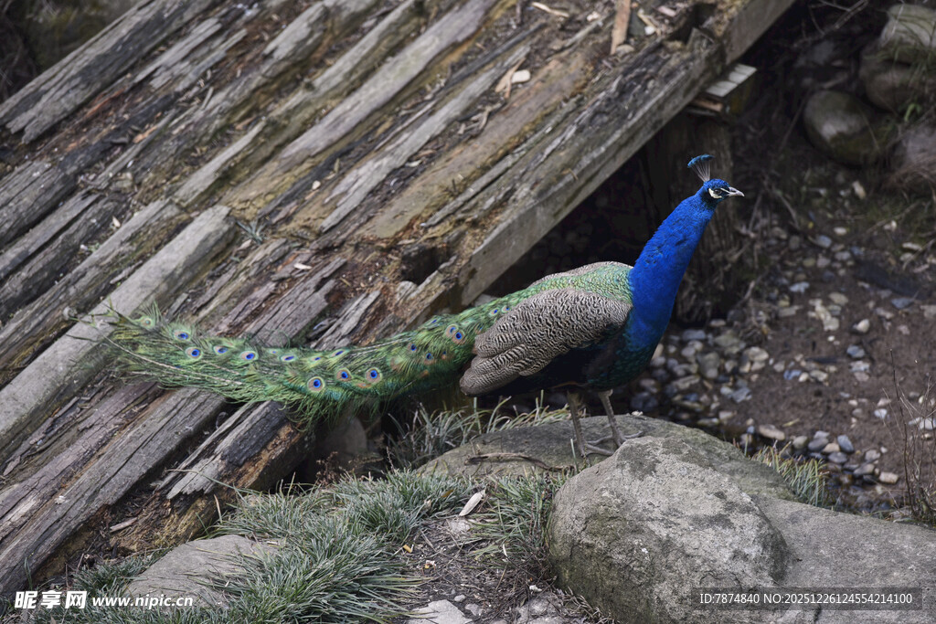 木堆旁的蓝孔雀