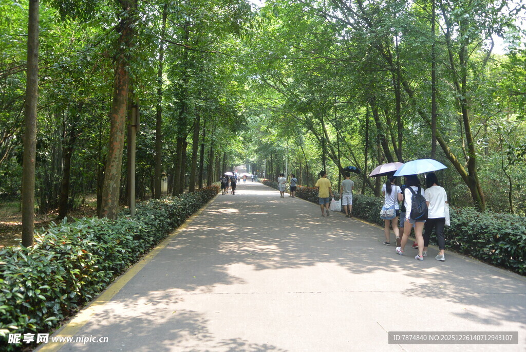 林荫小道漫步的行人