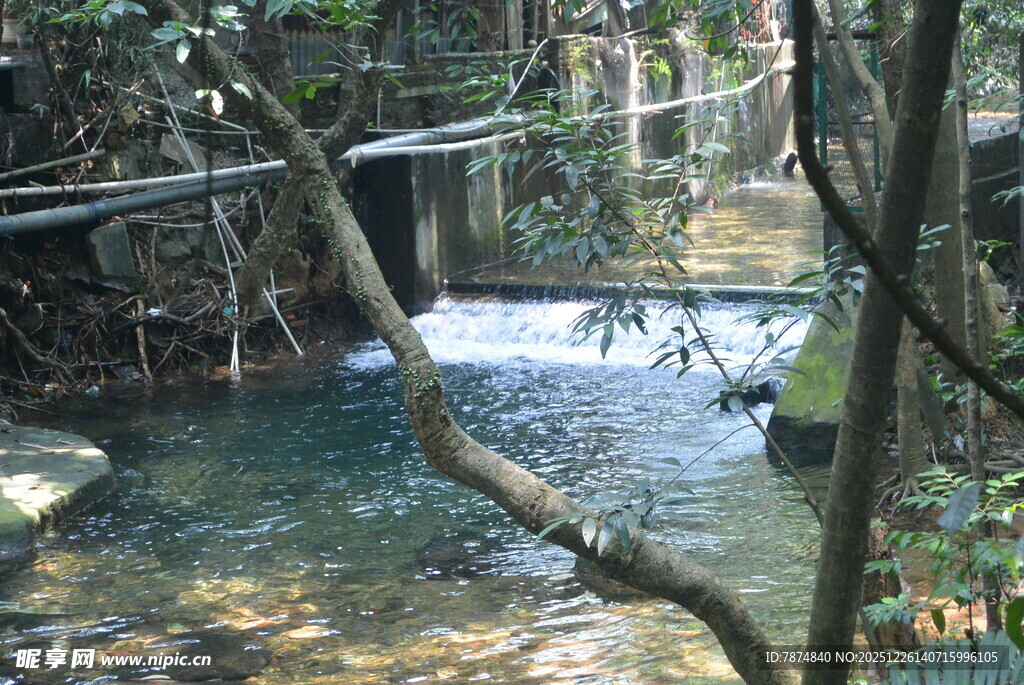 林间潺潺溪流美景
