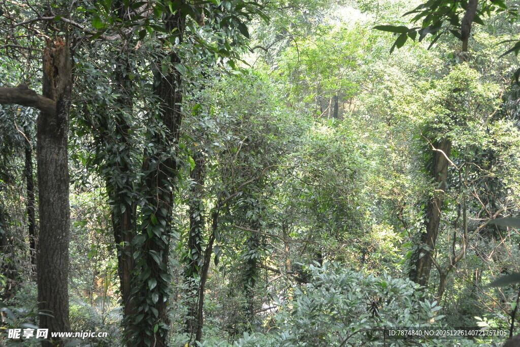 茂密森林绿意盎然景象