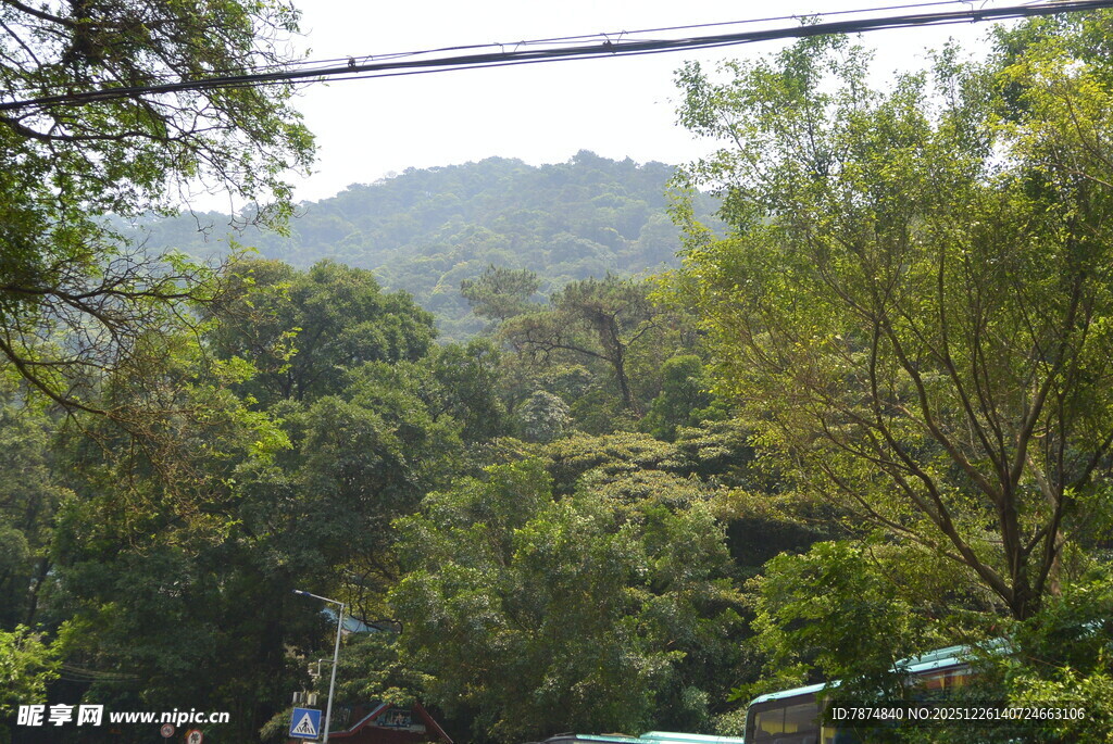 山林间葱郁的绿树景观