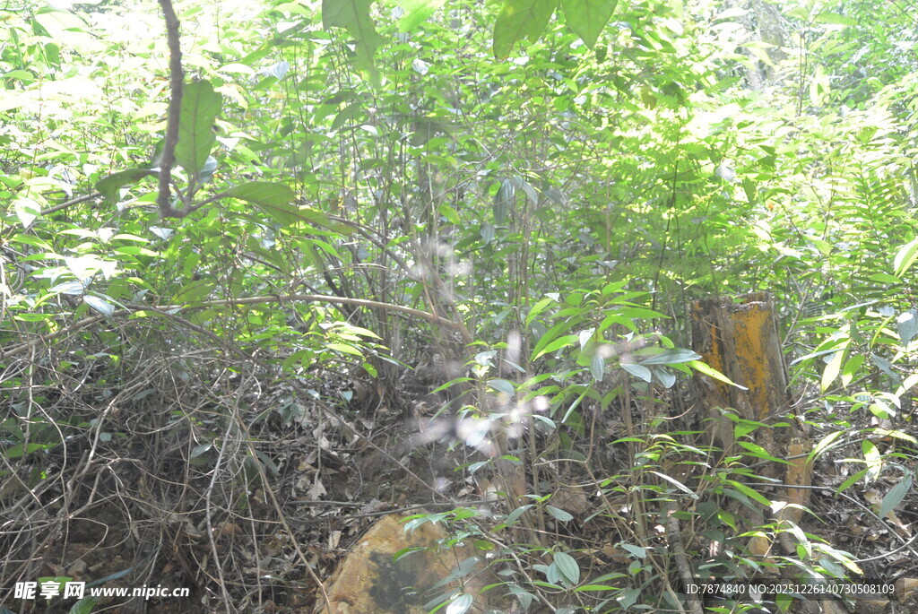 茂密丛林中的自然景象