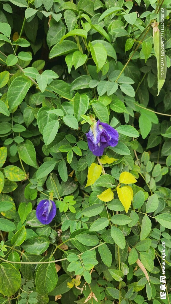 绿叶间的紫黄花朵