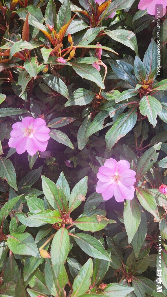 粉色花卉与绿叶植物景观