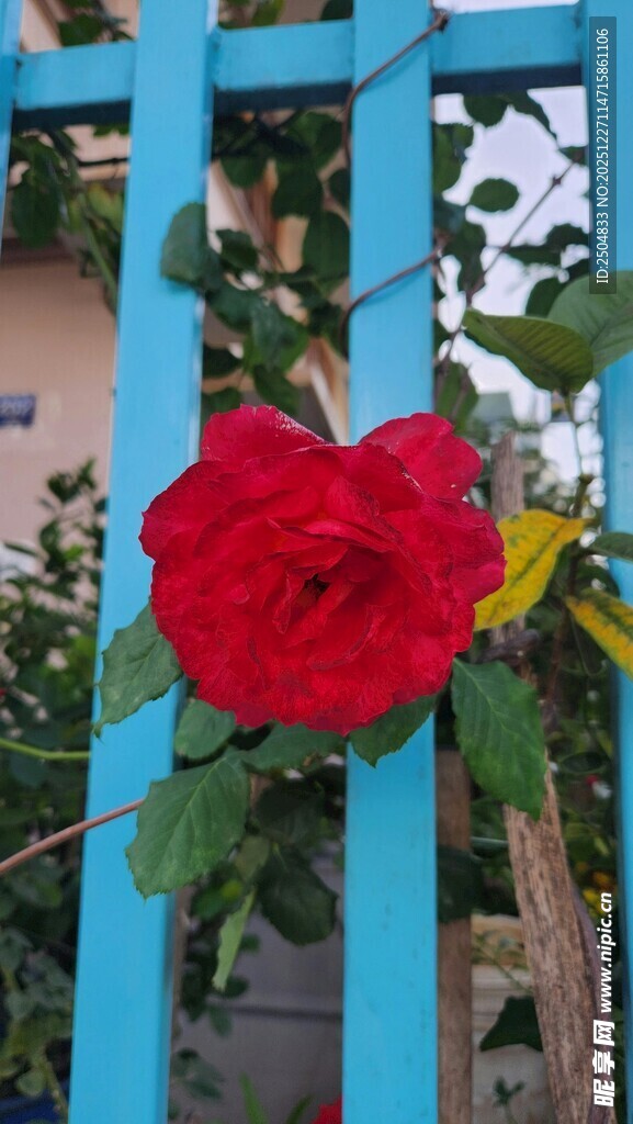 蓝架上的娇艳红玫瑰
