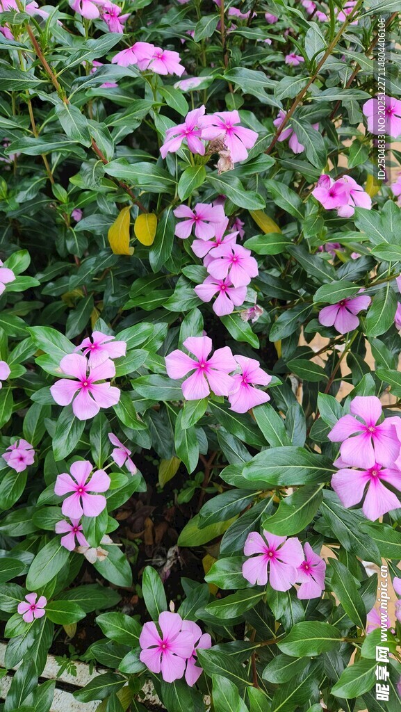 粉色繁花绽放的美丽景致