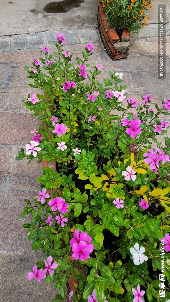 多彩盆栽装点户外小空间