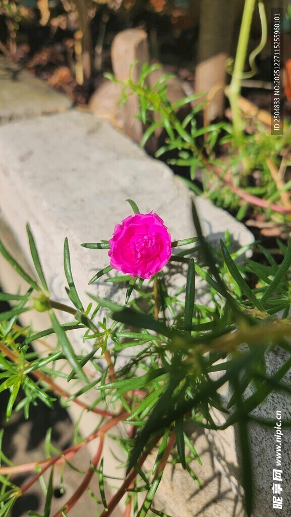 娇艳粉色小花绽放