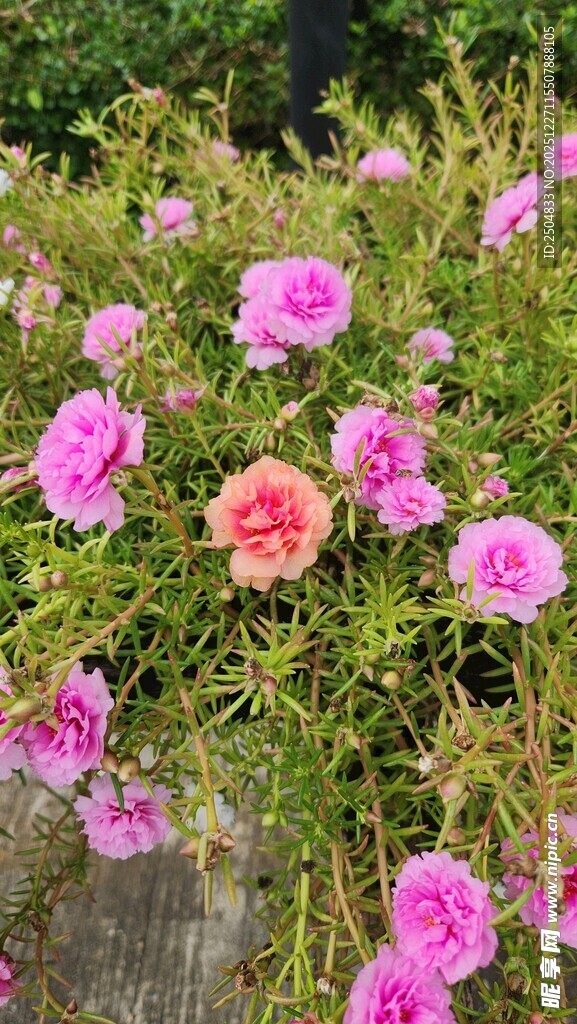 娇艳盛放的多彩蔷薇花