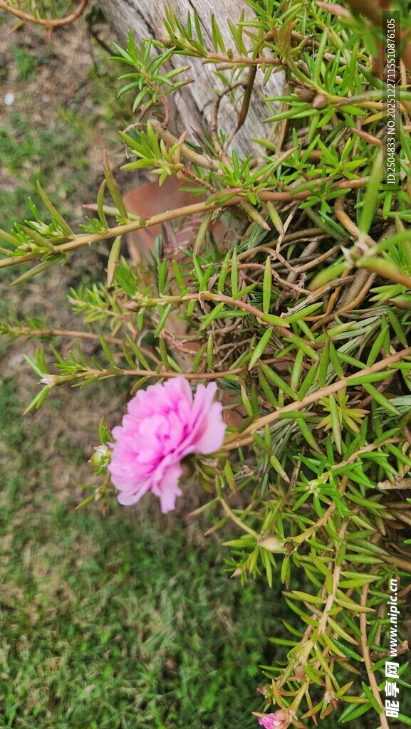 枝头绽放的娇艳粉色小花