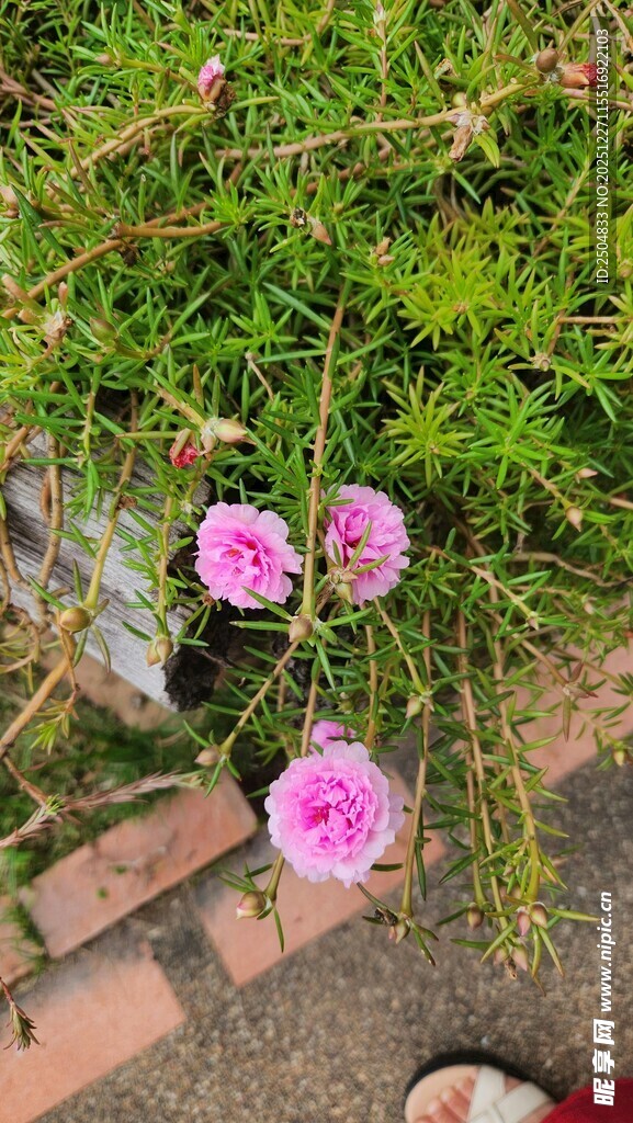 草地上的娇艳粉色花朵