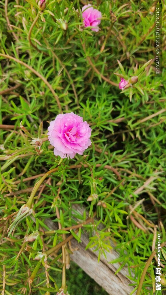 草地上绽放的粉色小花