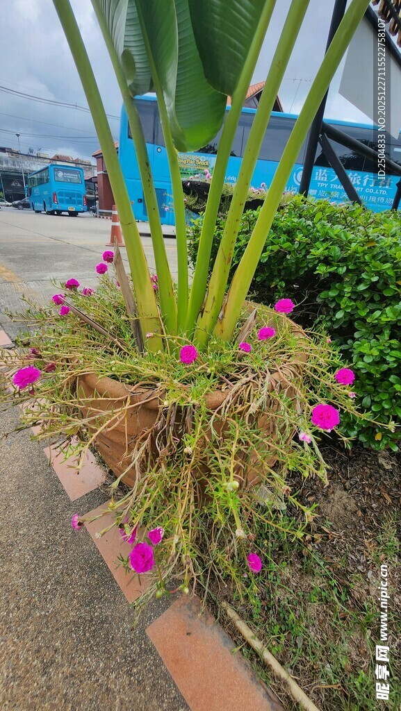 路边绽放的多彩花卉植物