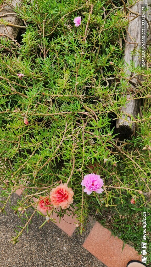 草丛中的娇艳花朵