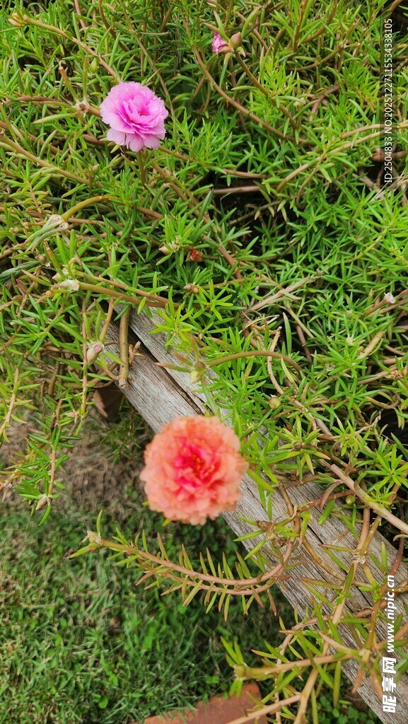 草丛中的两朵娇艳花朵