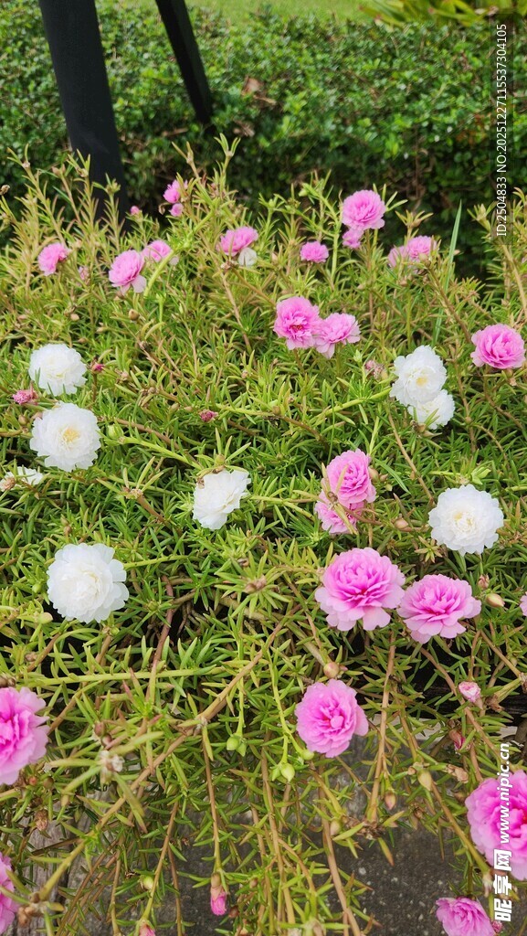 多彩花卉绽放于绿意间