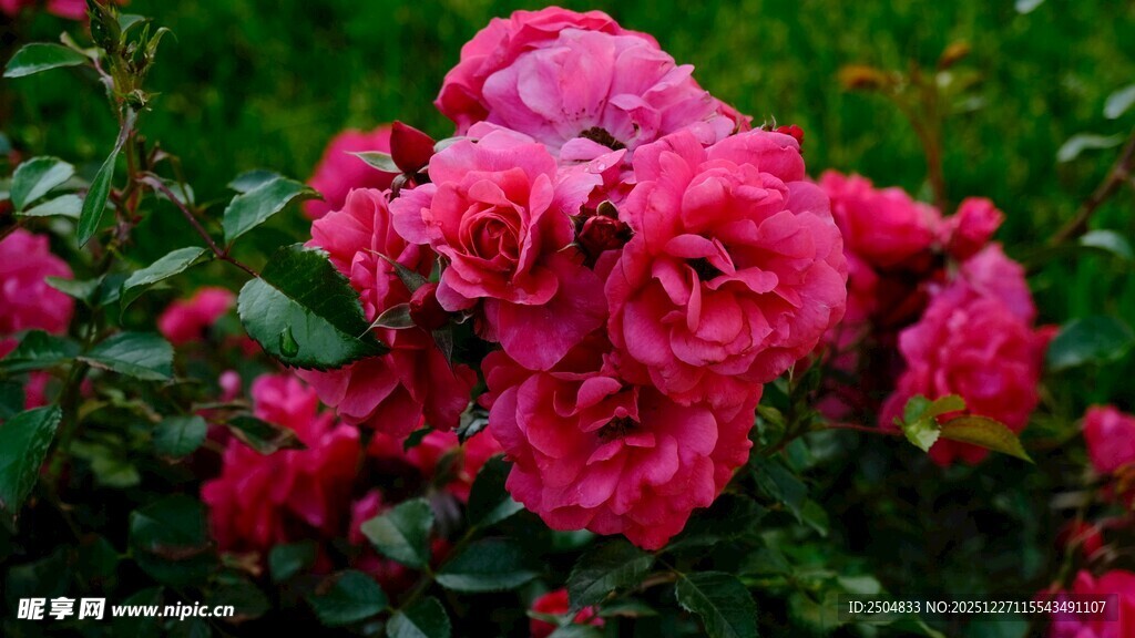 娇艳盛放的粉红色月季花