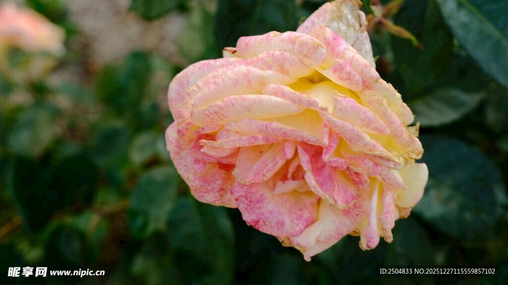 多彩娇艳的盛开玫瑰花