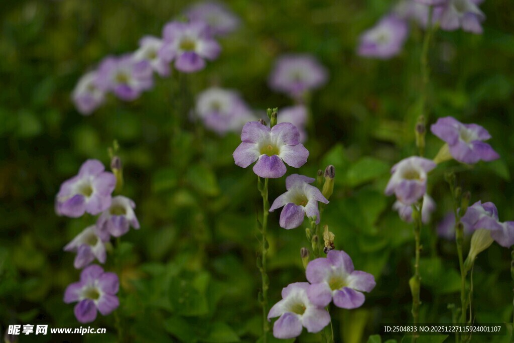 紫色小花绽放于绿野间