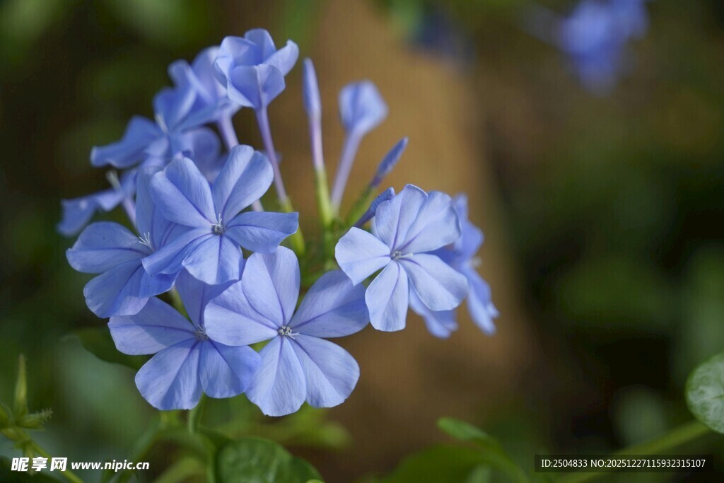蓝雪花绽放的美丽瞬间