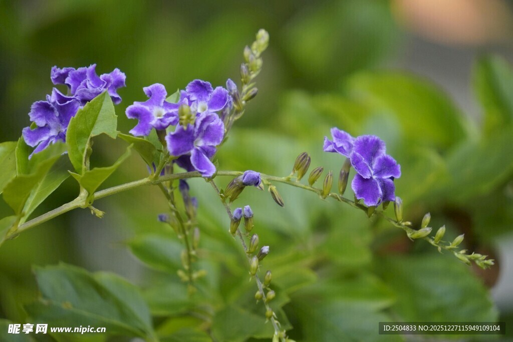 蓝紫色小花绽放绿叶间
