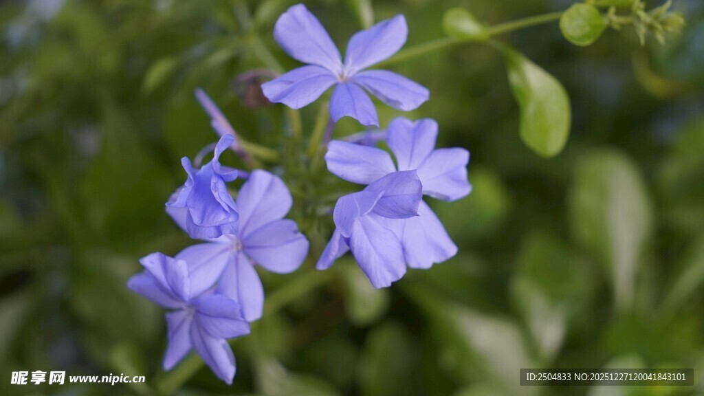 蓝紫色小花绽放绿意间