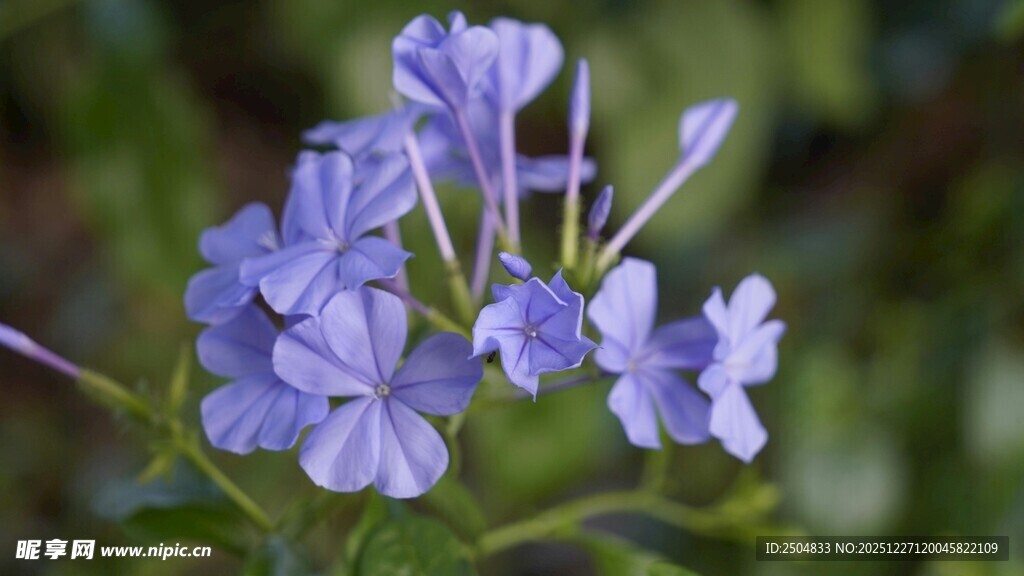 蓝紫色小花绽放
