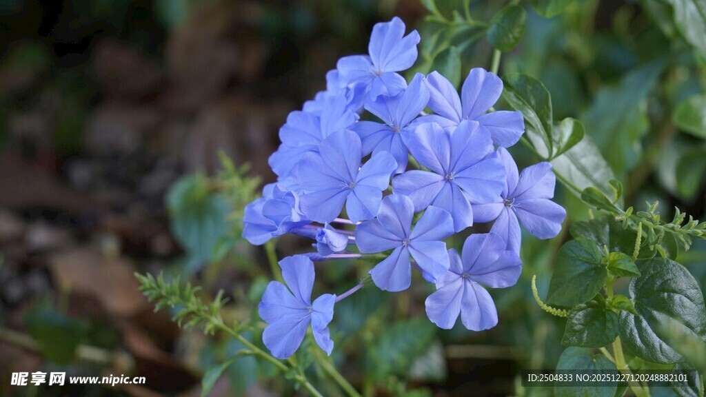 蓝紫色小花绽放