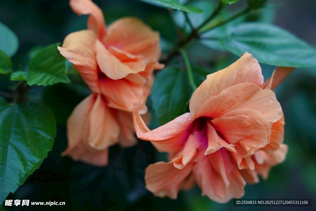 两朵娇艳的橙色扶桑花