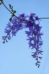 蓝天下的紫色垂吊花卉