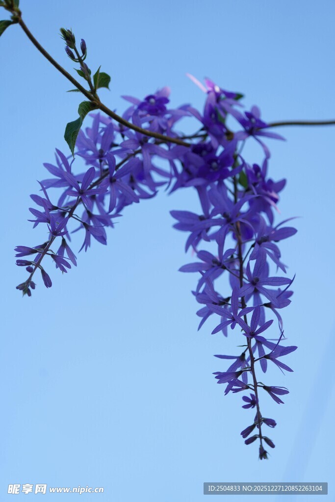 蓝天下的紫色垂吊花卉