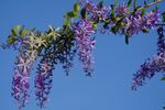 蓝天下的垂挂紫花