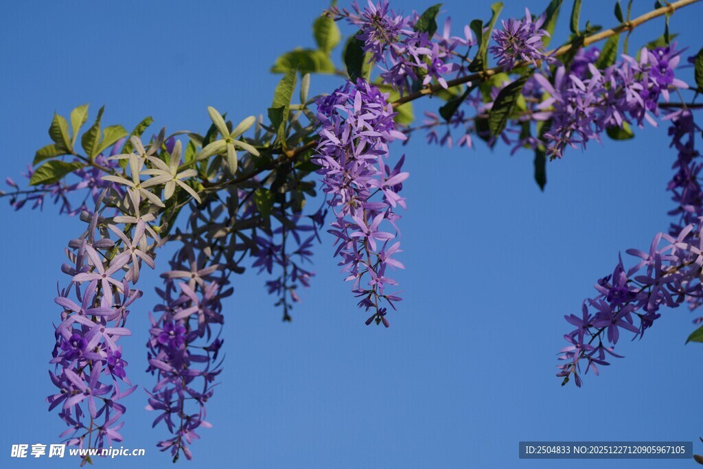 蓝天下的垂挂紫花