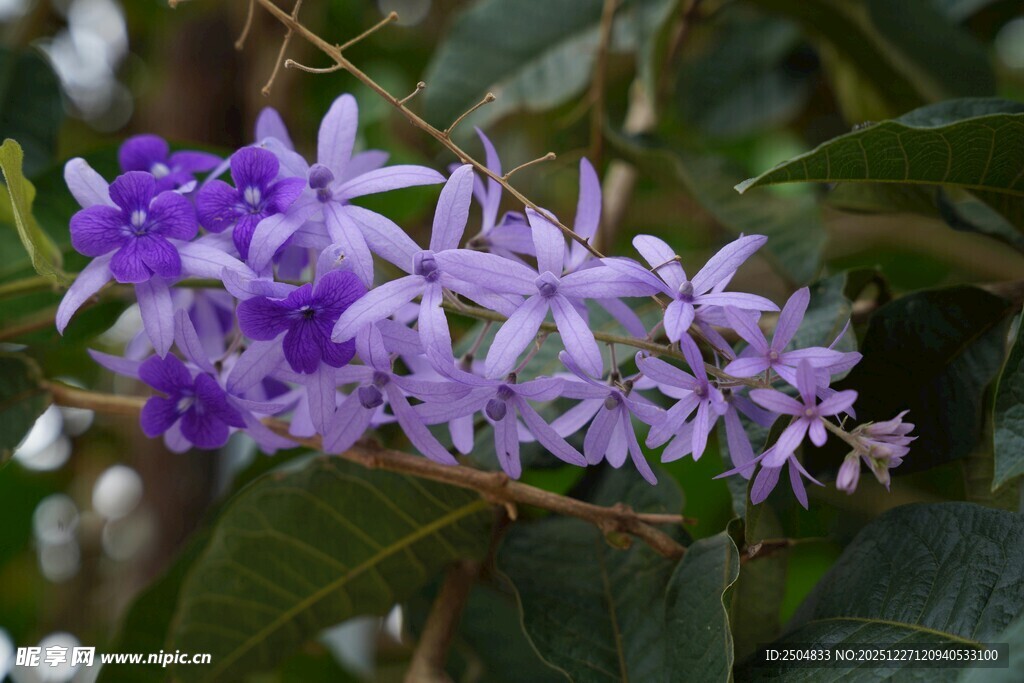 紫花绽放的美丽植物
