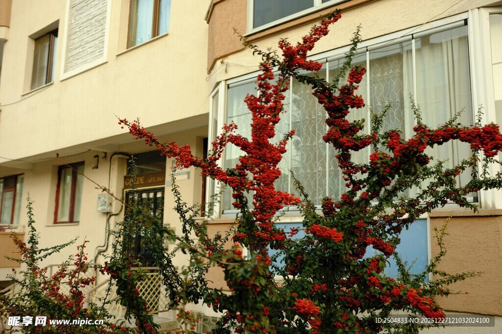 楼前绽放的鲜艳红色花卉